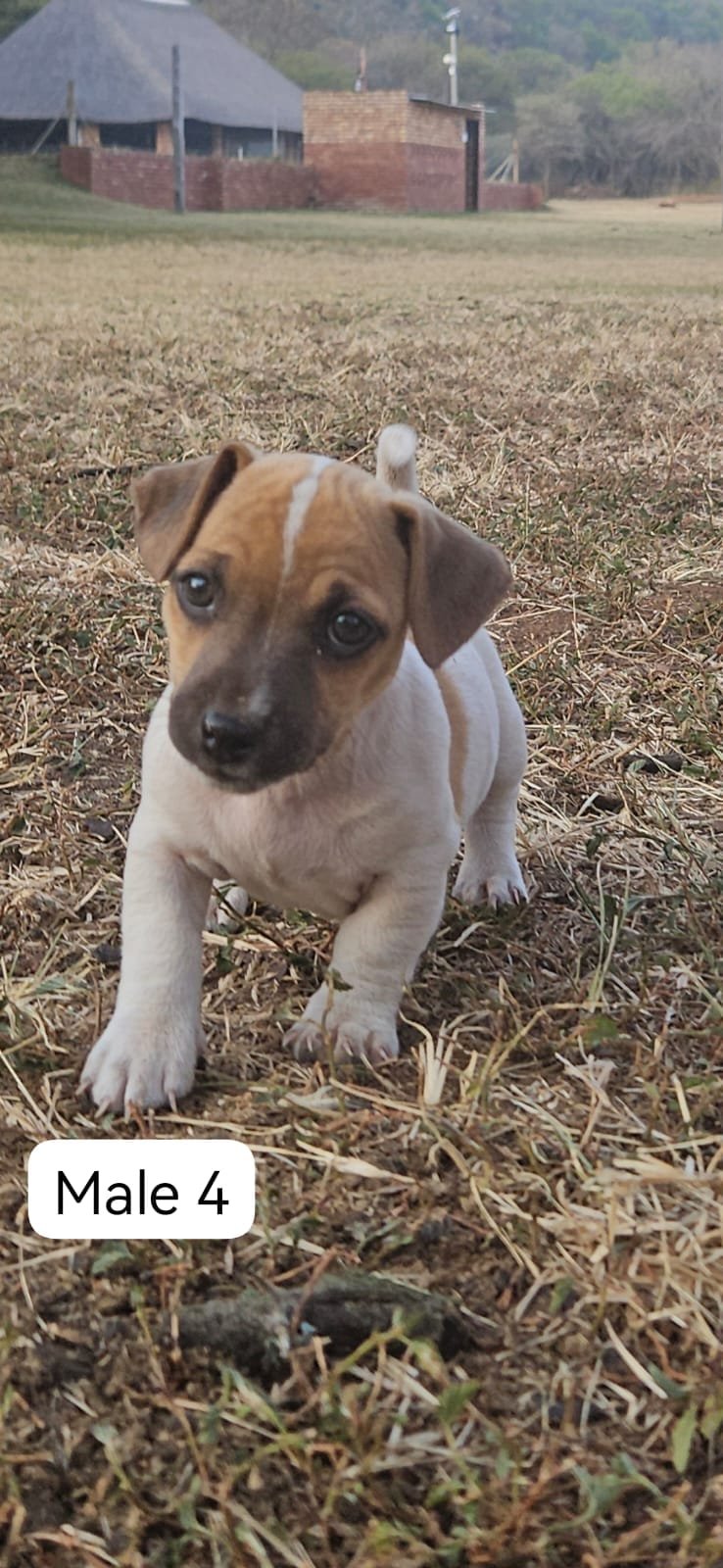 🐶 Adorable Jack Russell Terrier Puppies Looking for Loving Homes! 🐶