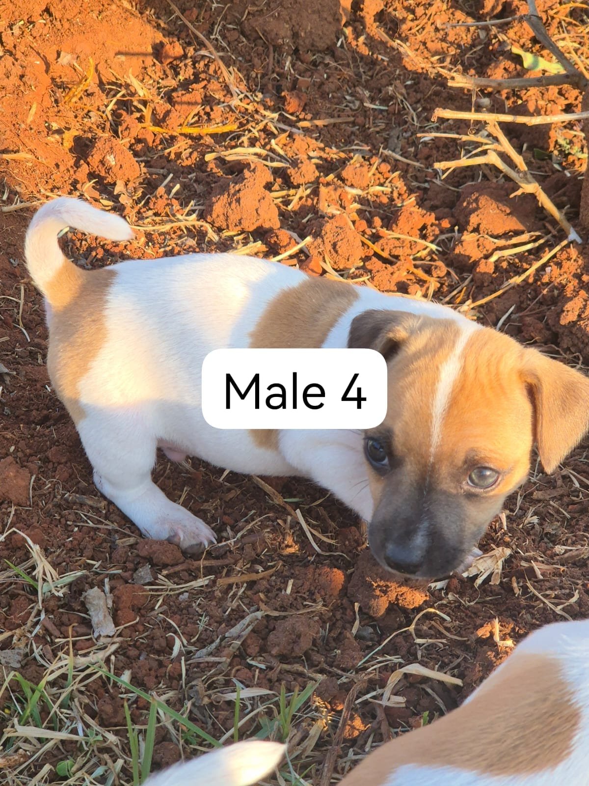 🐶 Adorable Jack Russell Terrier Puppies Looking for Loving Homes! 🐶