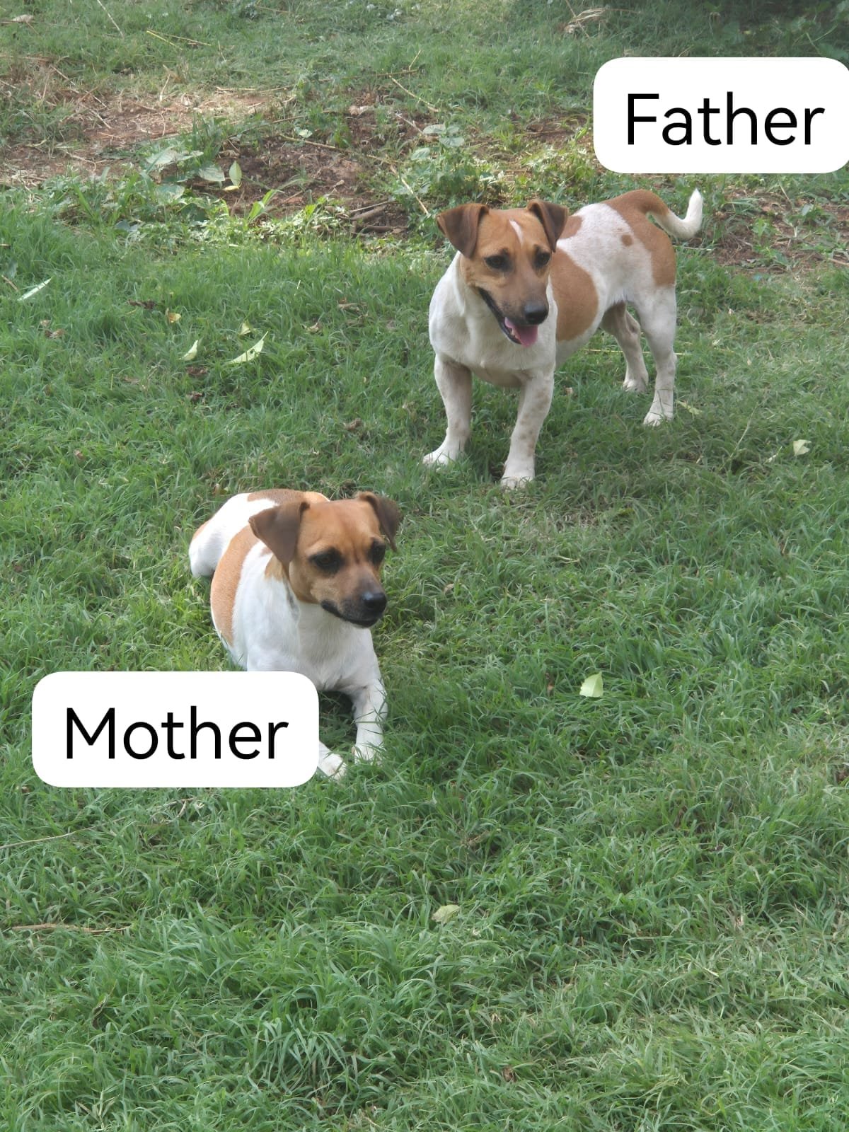 🐶 Adorable Jack Russell Terrier Puppies Looking for Loving Homes! 🐶
