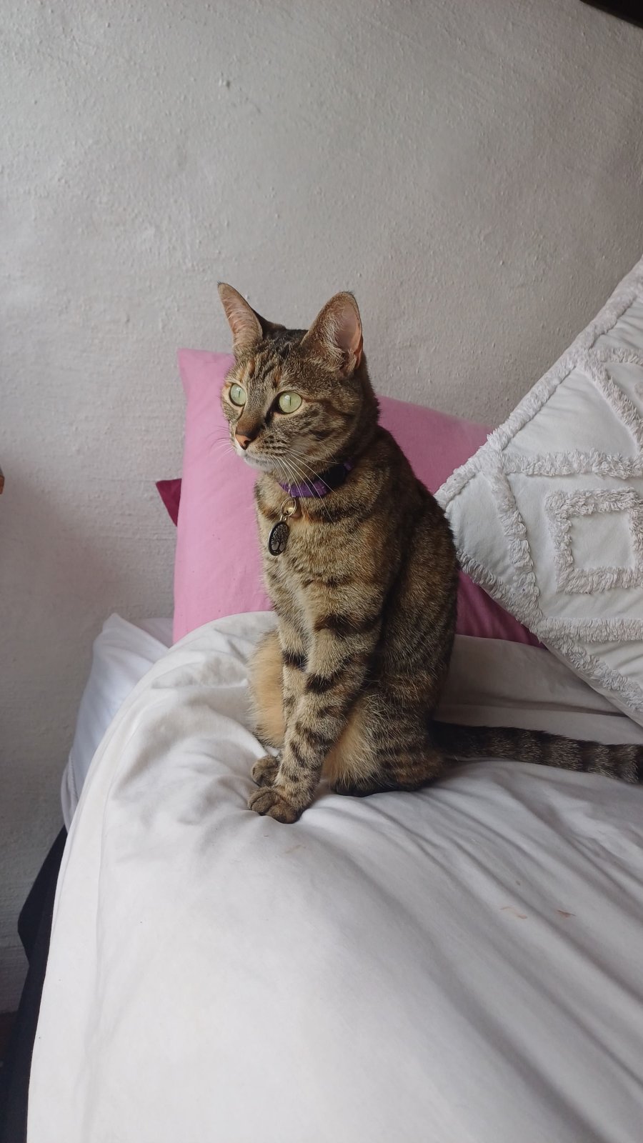 Shy Yet Sweet Adult Kitty