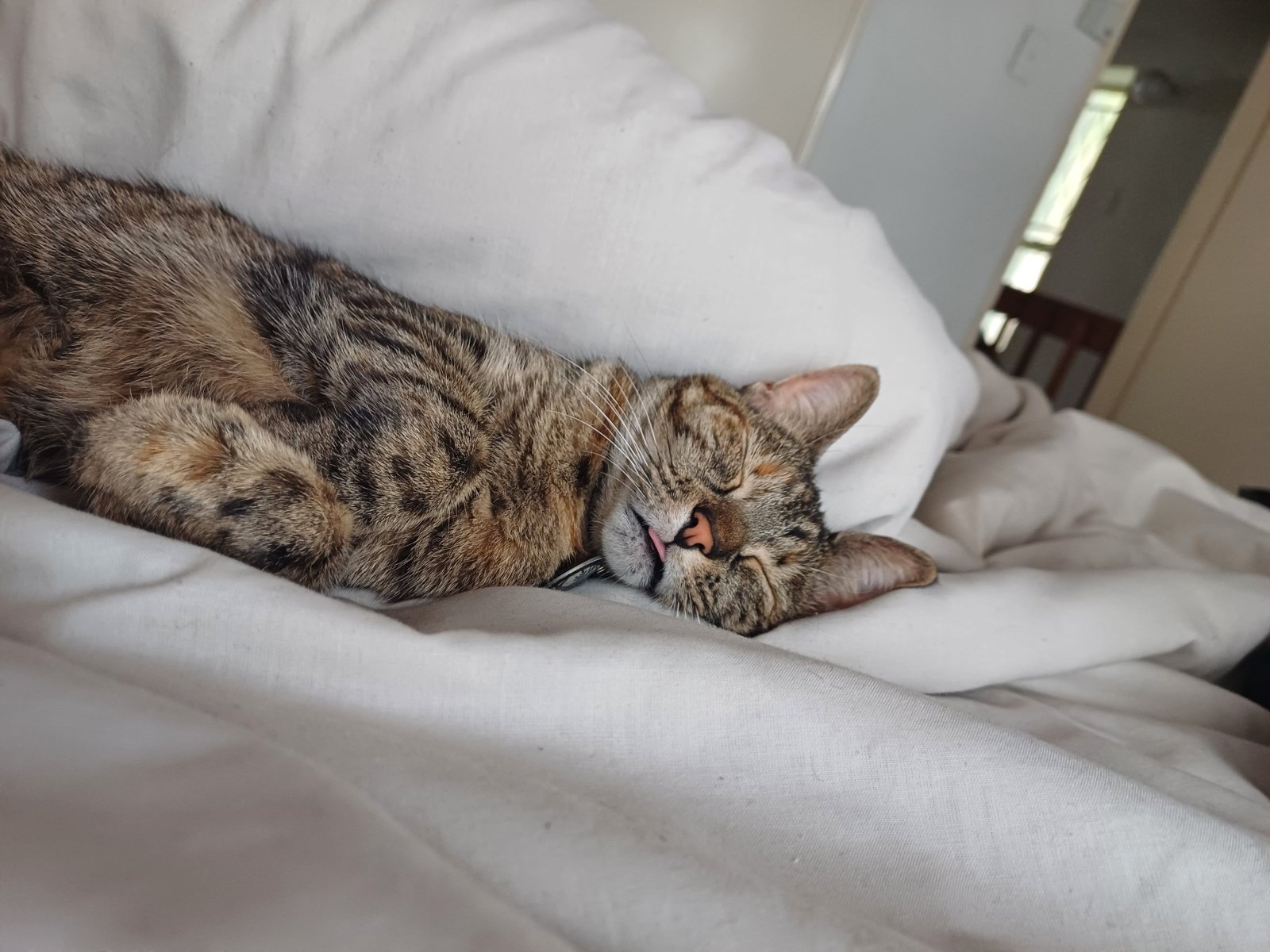 Shy Yet Sweet Adult Kitty
