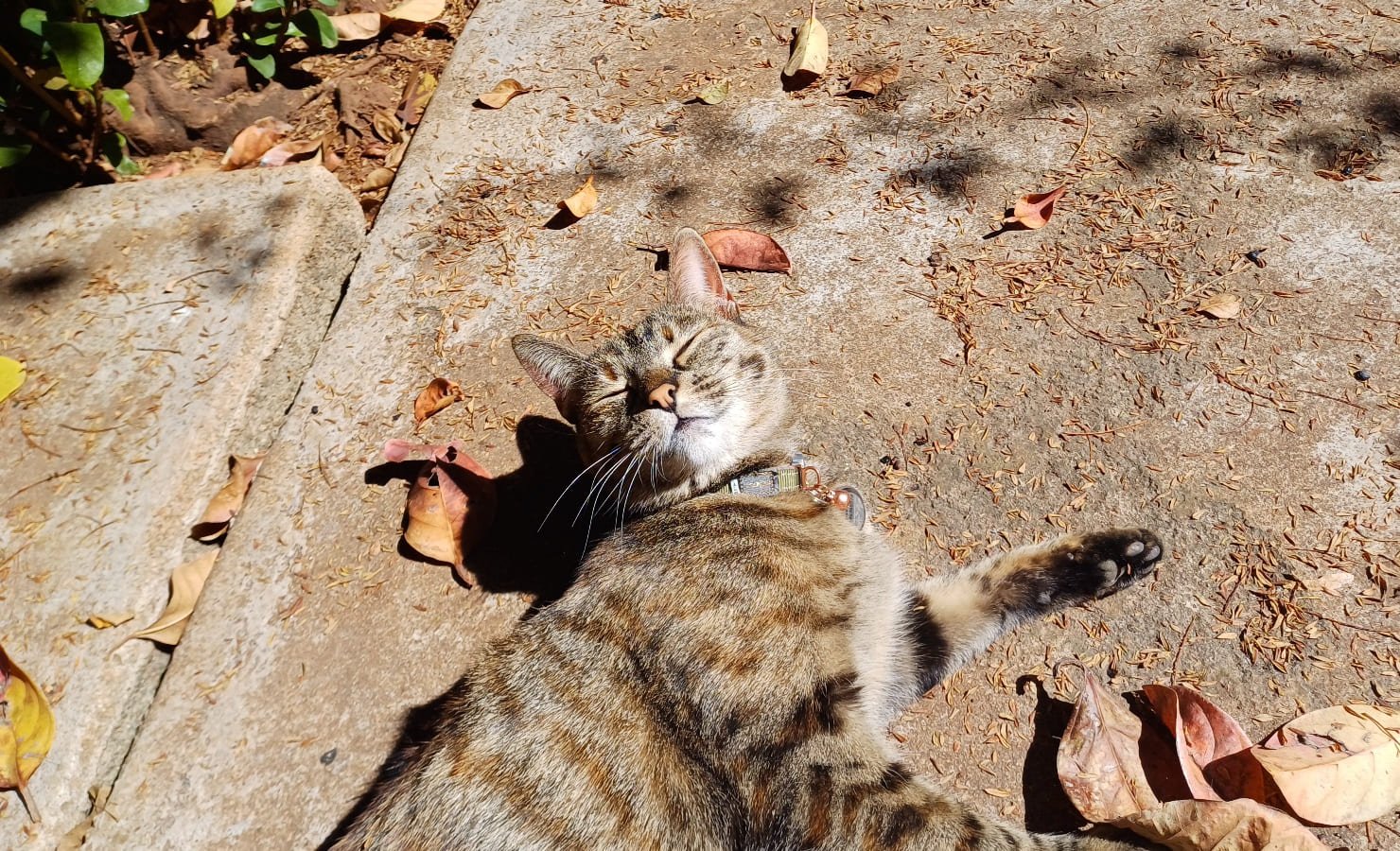 Shy Yet Sweet Adult Kitty