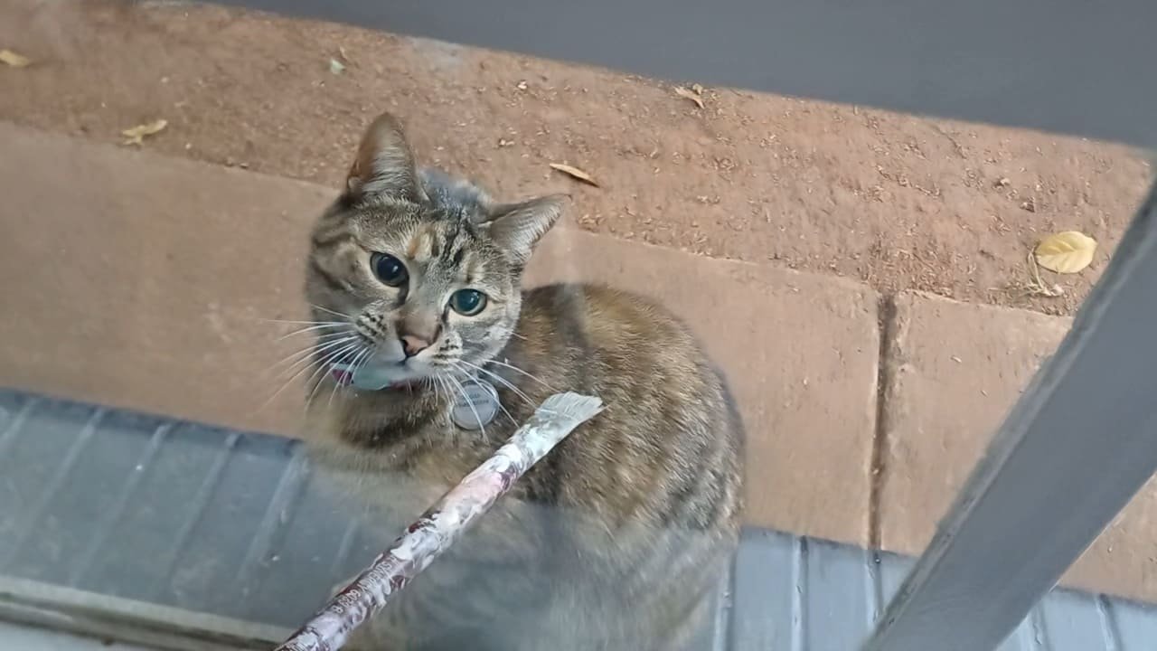 Shy Yet Sweet Adult Kitty