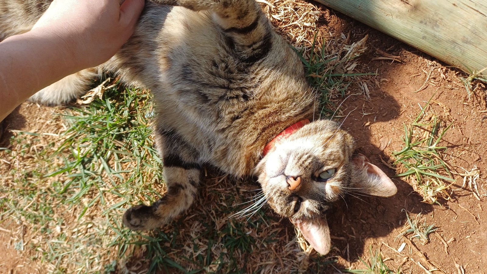 Shy Yet Sweet Adult Kitty