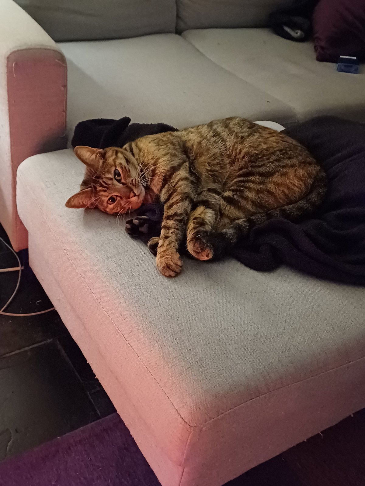 Shy Yet Sweet Adult Kitty