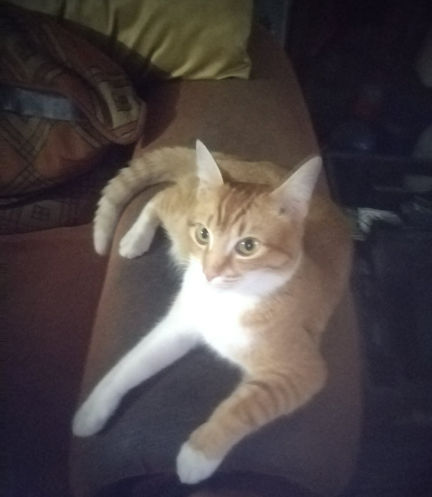 Beautiful Orange Female Domestic Shorthair