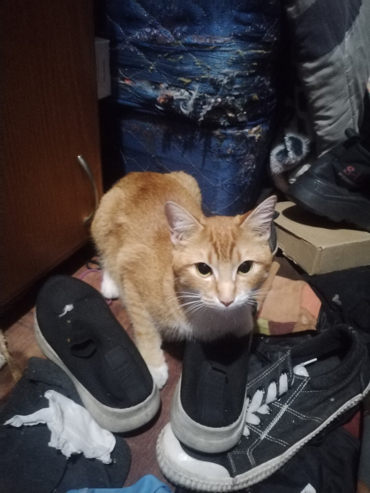Beautiful Orange Female Domestic Shorthair
