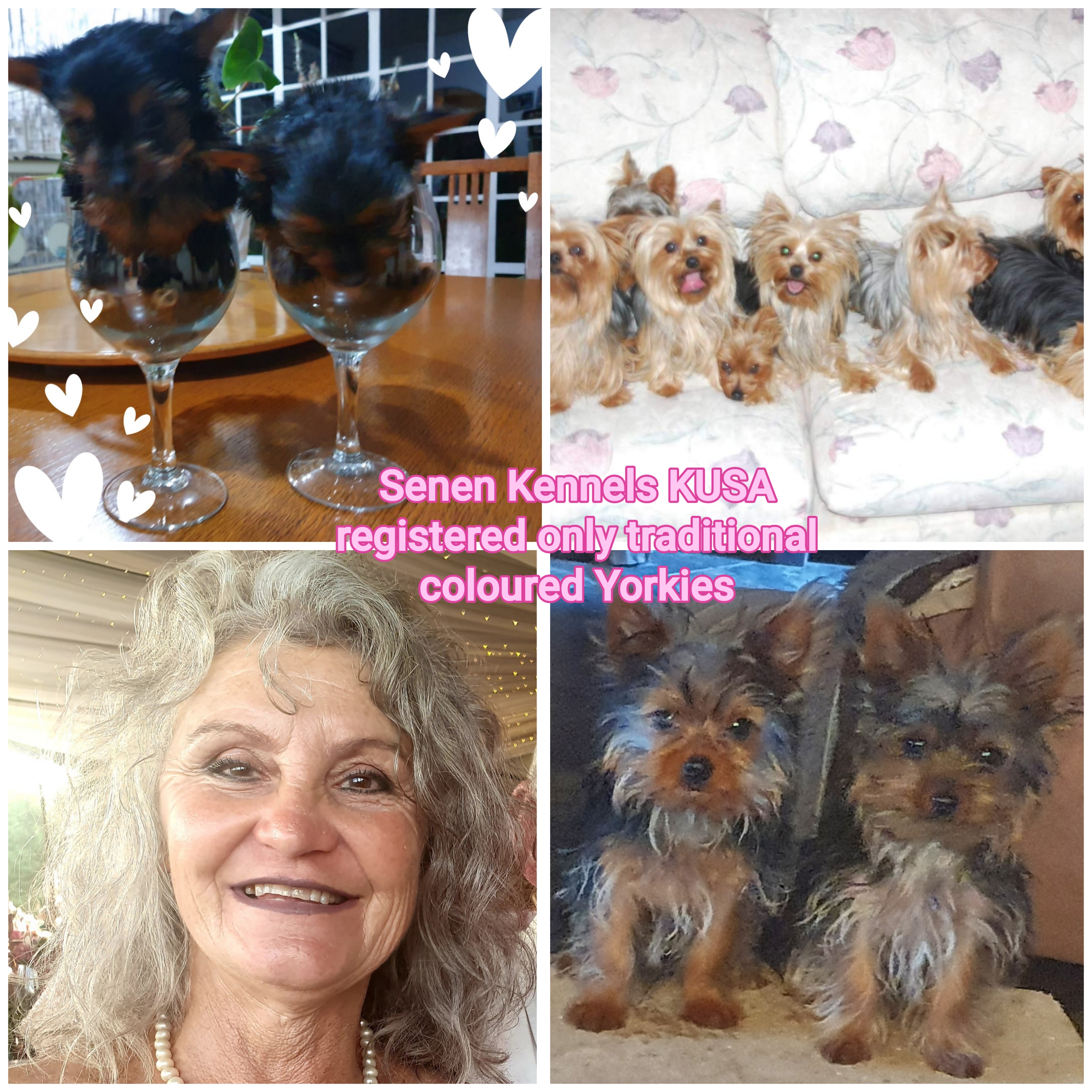 Yorkshire terrier traditional colour great human companions