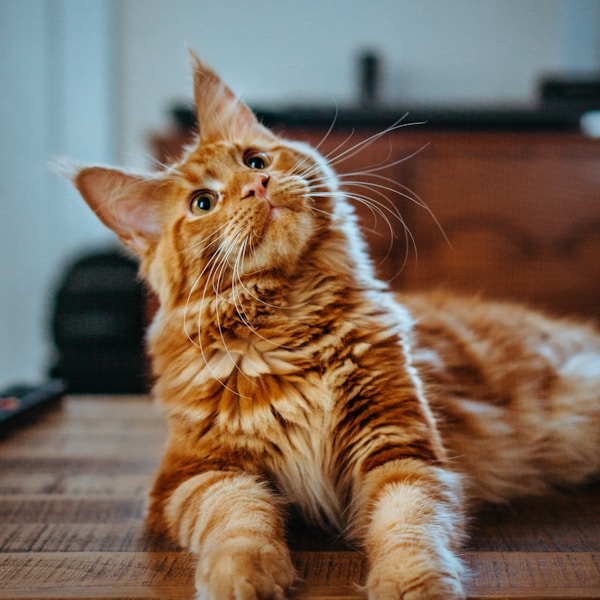 Maine Coon Kittens - Gentle Giants
