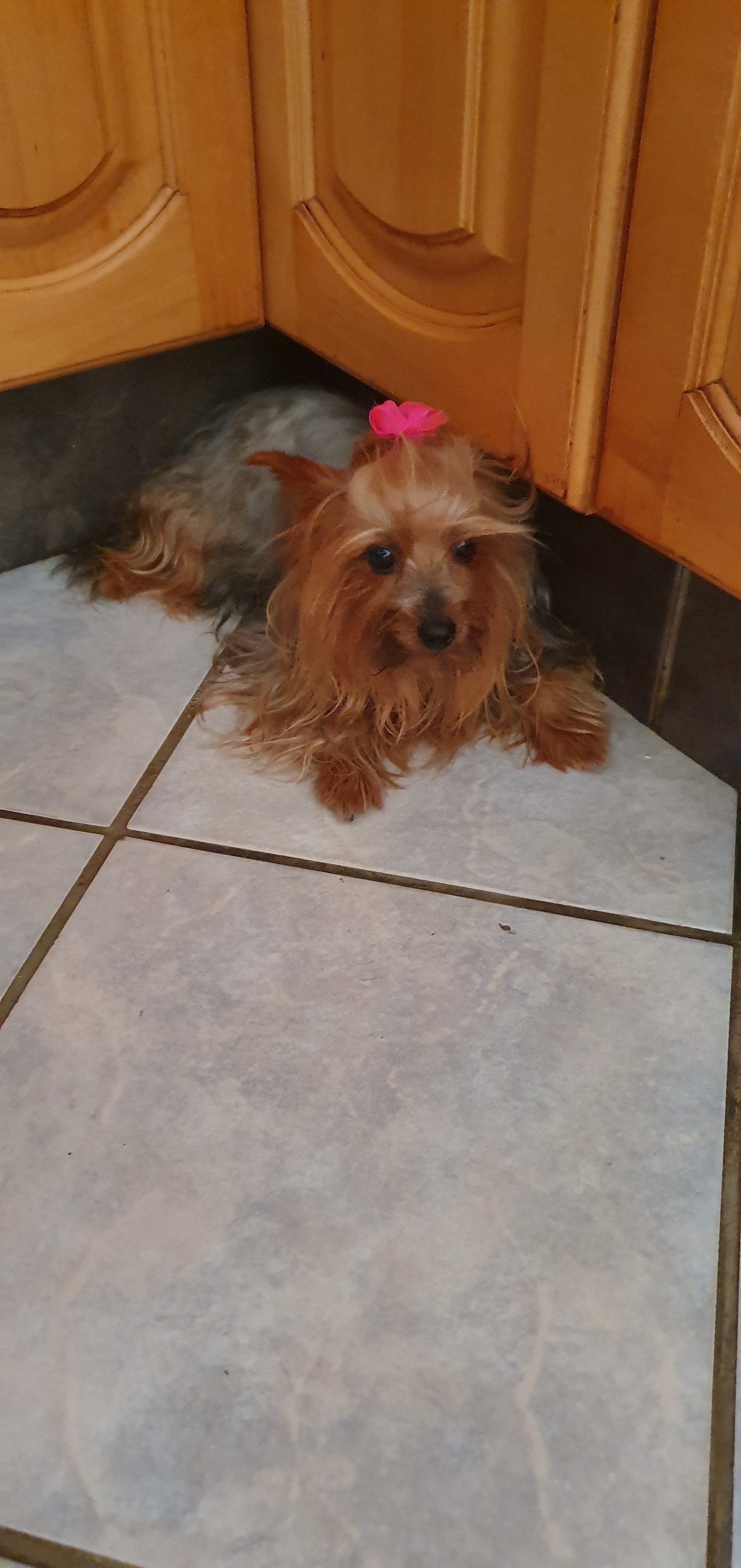 Yorkshire terrier traditional colour great human companions