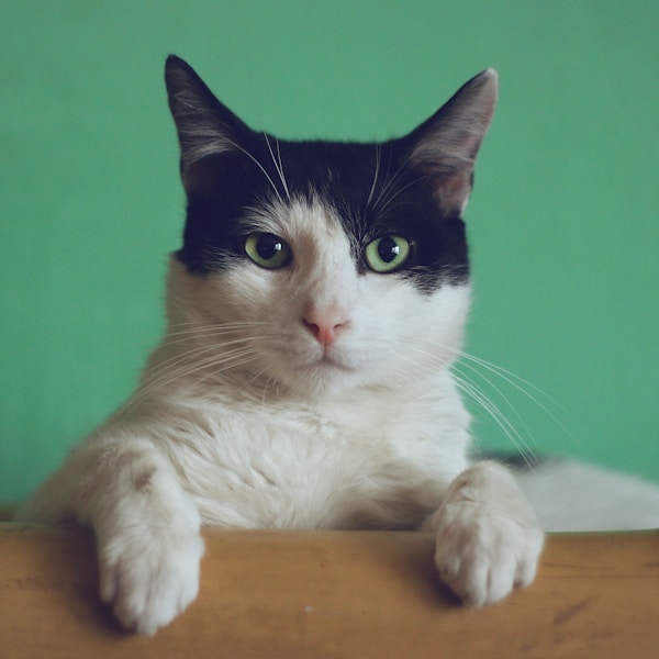 Persian Kitten - Silver Shaded Male