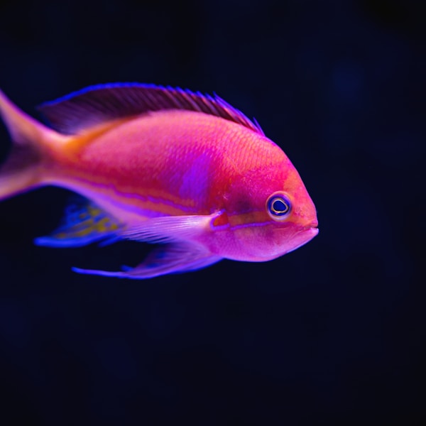 Premium Koi Fish - Various Sizes