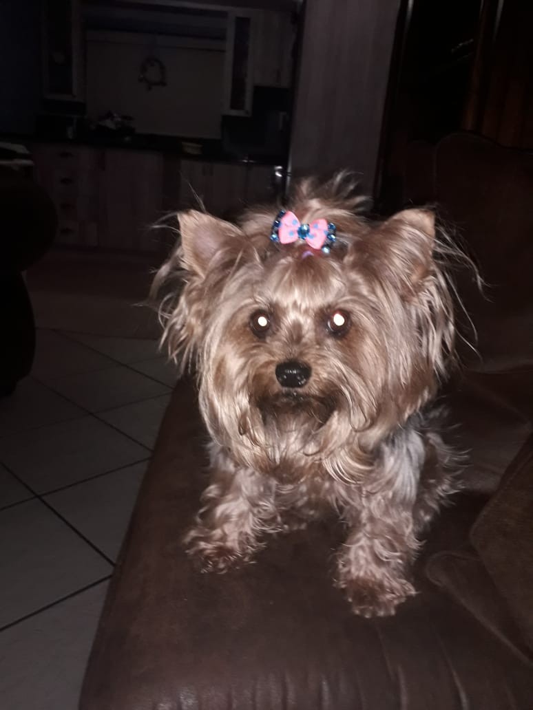 Yorkshire terrier traditional colour great human companions