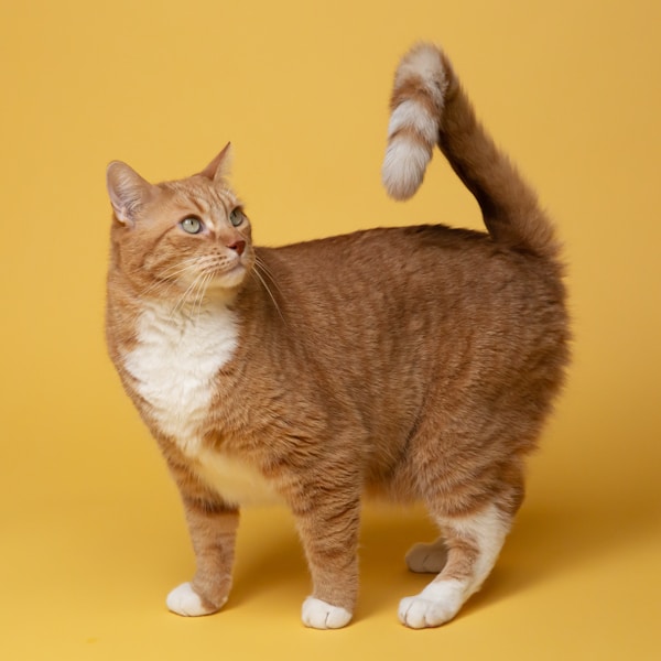 Siamese Kitten - Traditional Blue Point