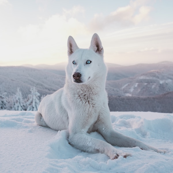 Siberian Husky - Free to Good Home