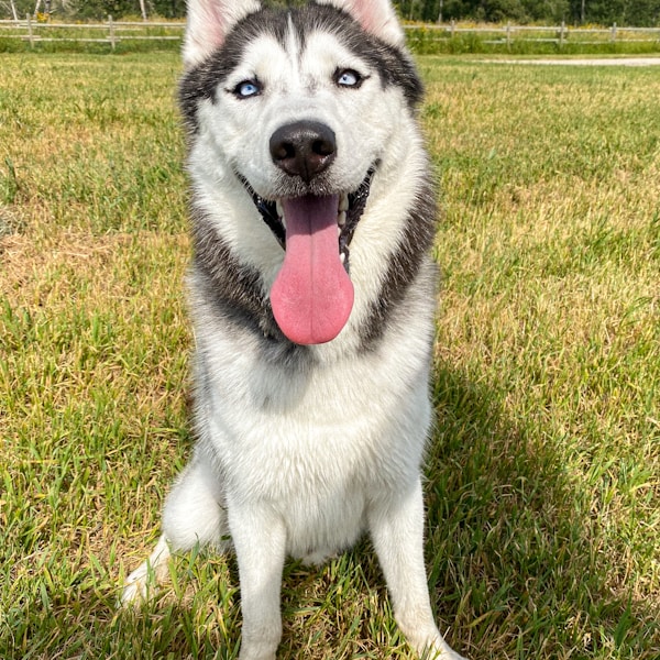 Siberian Husky Puppies - Blue Eyes