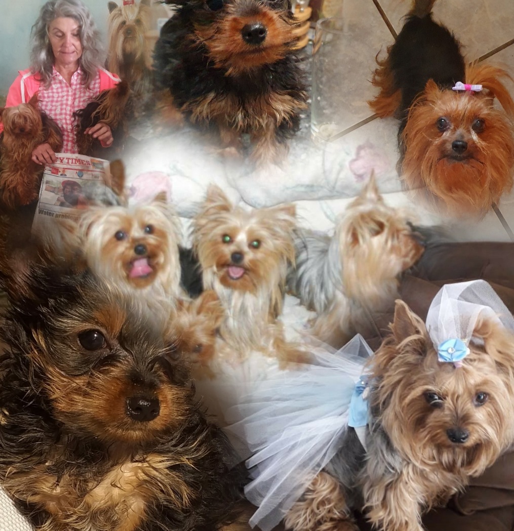 Yorkshire terrier traditional colour great human companions