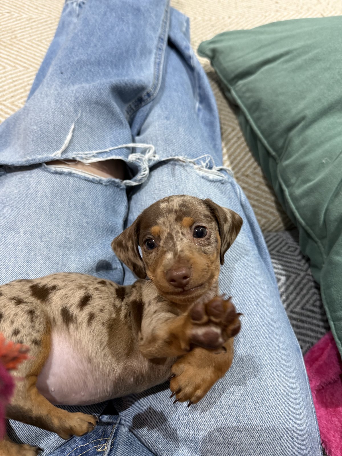 Cooper