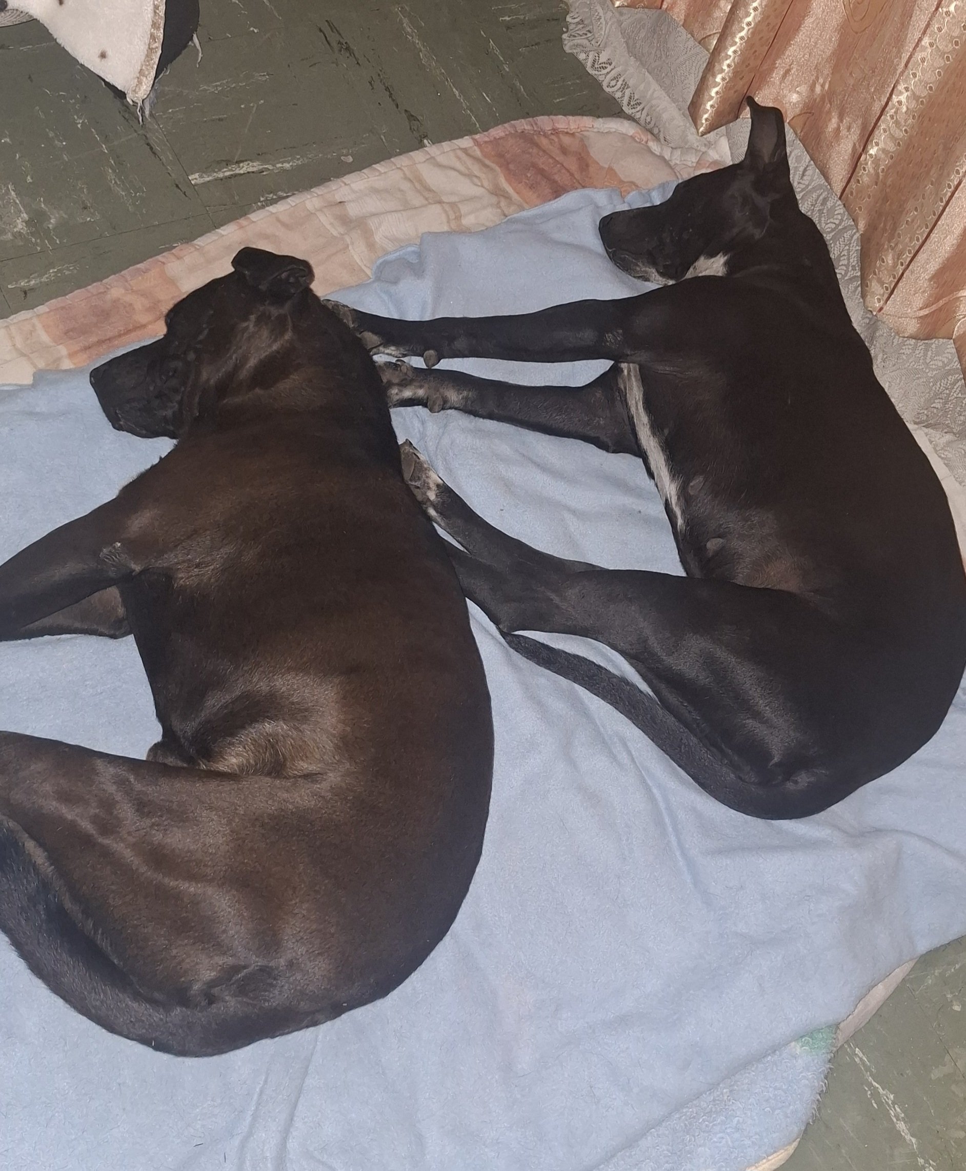 Rex,Roxy...