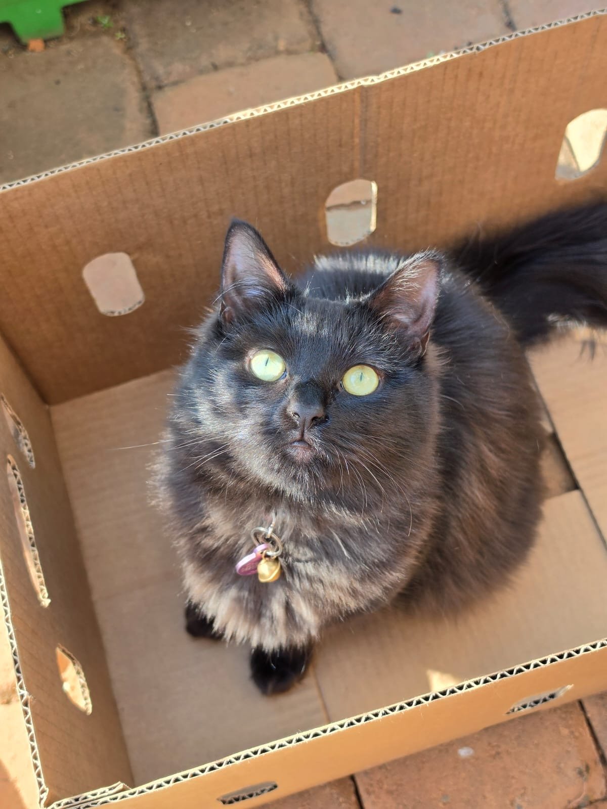 Rori