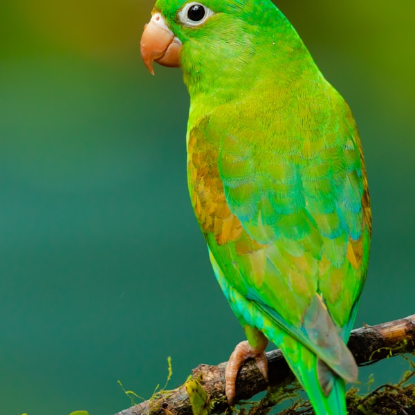 Polly