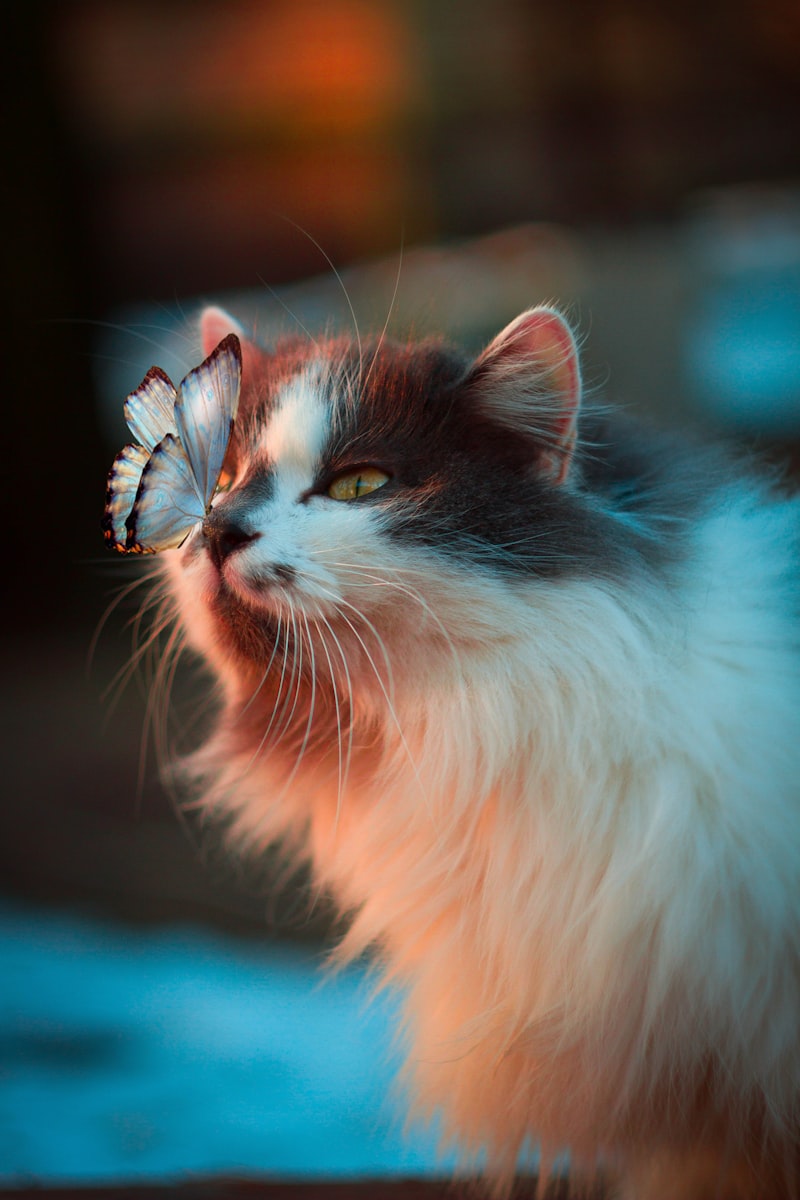 From Street Cat to Therapy Cat: Milo's Incredible Journey