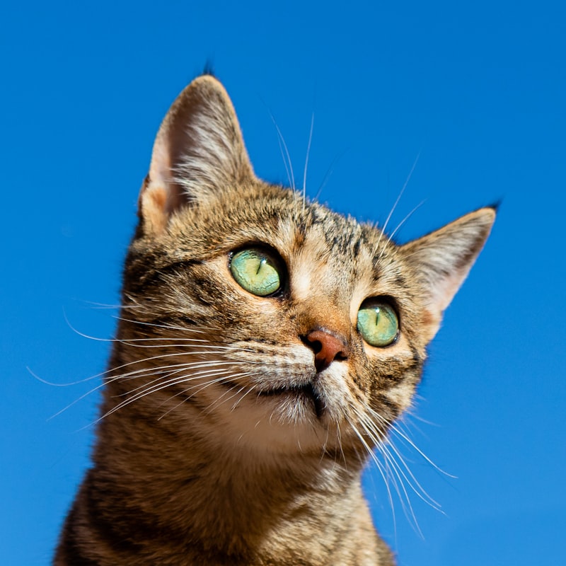 How Fostering a Litter of Kittens Convinced Us to Adopt Their Mother