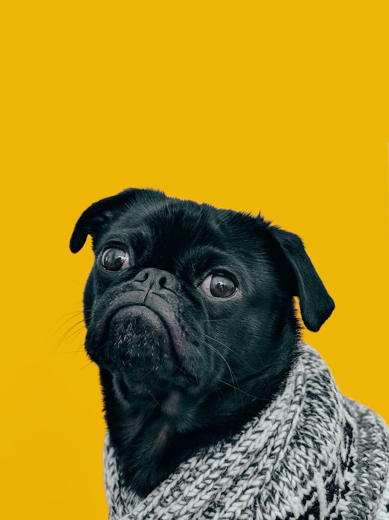 Rescued from a Puppy Mill: Daisy's Road Back to Trust