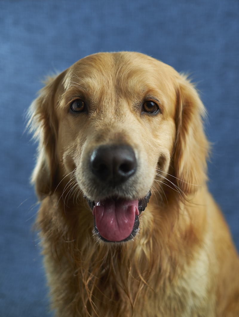 Senior Dog Adoption: Why We Chose a 10-Year-Old Ridgeback