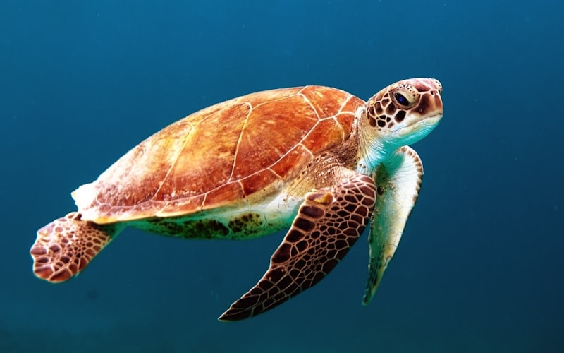The Tortoise Who Survived a Veld Fire and Found His Forever Home
